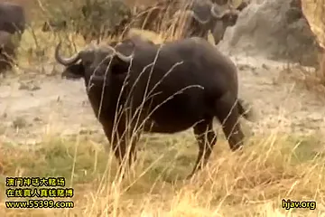 Japanese Girl travels to Africa for Fuck with Black man - porn video