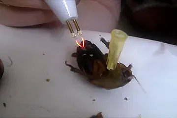 Hard crush before sex - porn video