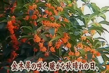 Japanese catfight tsubomi - porn video