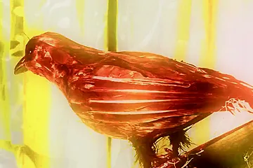 Horny witches summoning thick members their pussies can crown - porn video